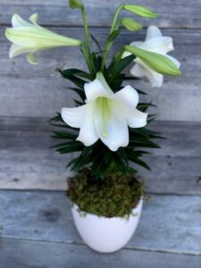 Flowershop Koons Florist - Easter Lily Arrangement