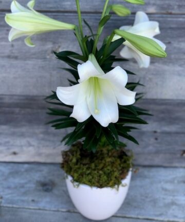 Flowershop Koons Florist - Easter Lily Arrangement